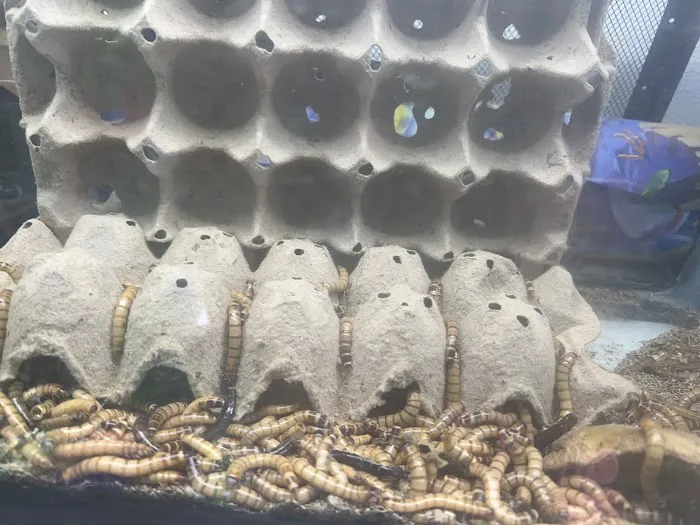 Pet Shop Red Canary 5