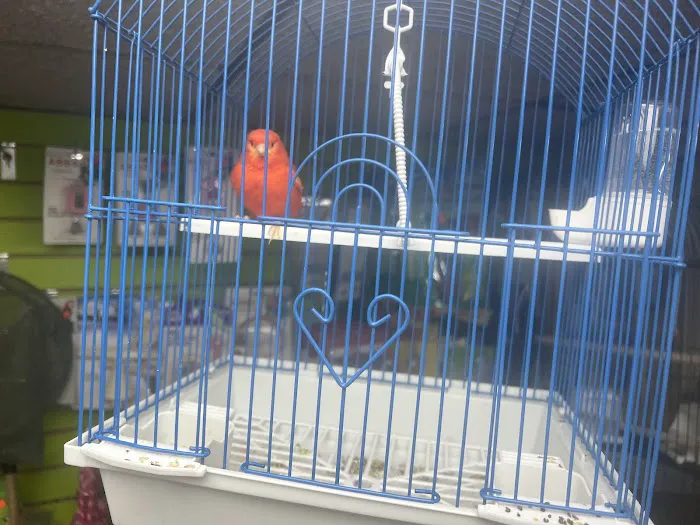 Pet Shop Red Canary 4