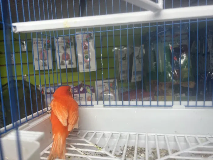 Pet Shop Red Canary 9