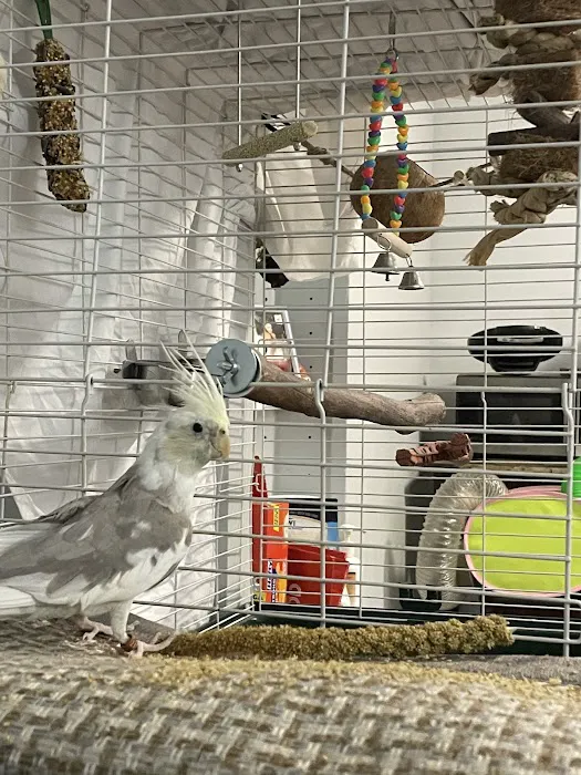 Pet Shop Red Canary 7