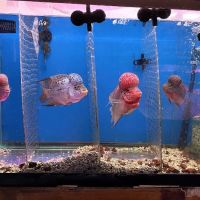 New Lucky Fish Aquarium & Pet Supply ico