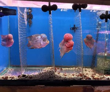 New Lucky Fish Aquarium & Pet Supply
