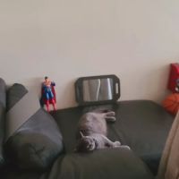 Scottish Fold Kittens Brooklyn New York ico