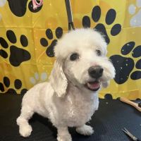 Species Pet World - We DO NOT have a Website ico