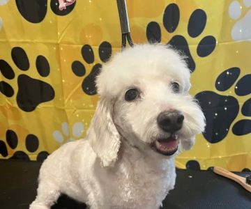 Species Pet World - We DO NOT have a Website