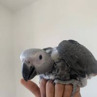 Empire Parrots Nyc ico