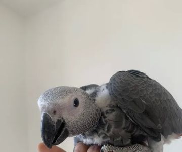 Empire Parrots Nyc