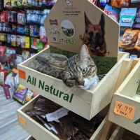 Pet Centro ico