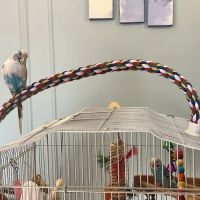 Dyker Pet Birds ico