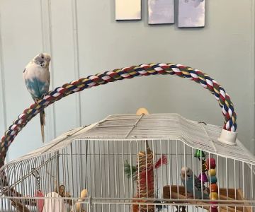 Dyker Pet Birds