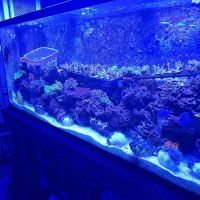 Pop Corals ico