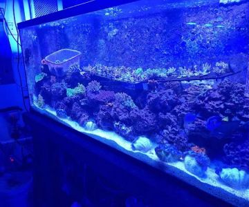 Pop Corals