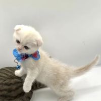 Royal Meo Kittens Cattery ico