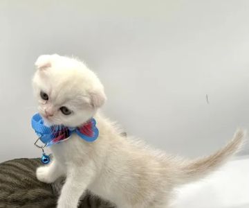Royal Meo Kittens Cattery