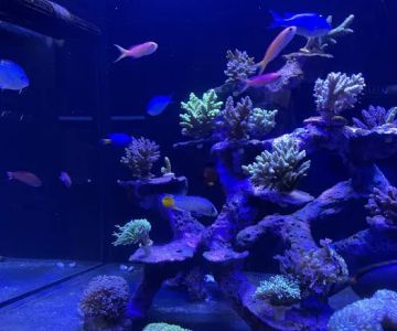 MOSREEF