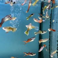 Bayparkway Aquarium ico
