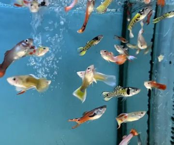 Bayparkway Aquarium