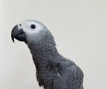 Vinny Parrots Home ,Buy African Grey Parrots