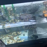Father Natures Aquarium Services ico