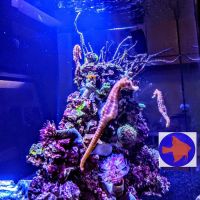 Reef Ryders Aquarium Service and Maintenance ico