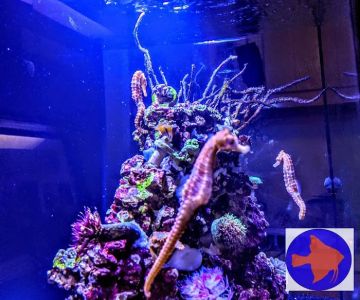 Reef Ryders Aquarium Service and Maintenance