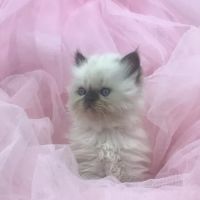 PERSIAN KITTENS CAT BREEDER ico