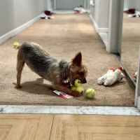 The Pet Market ico