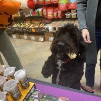 The Pet Market ico