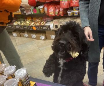 The Pet Market