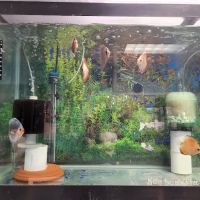 FISH ADDICTS NYC ico
