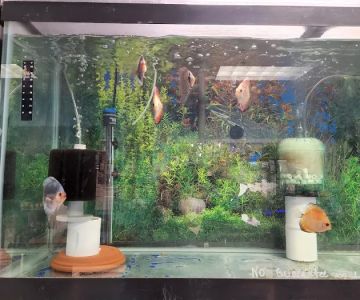 FISH ADDICTS NYC
