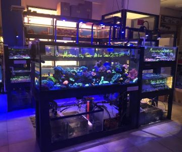 1st Class Aquarium
