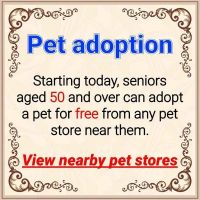 Teacup Maltipoo Puppies For sale ico