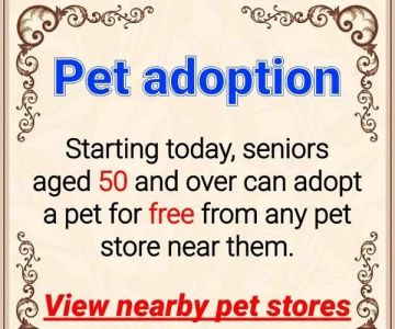 Teacup Maltipoo Puppies For sale