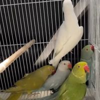 BIRDS FOR YOU ico