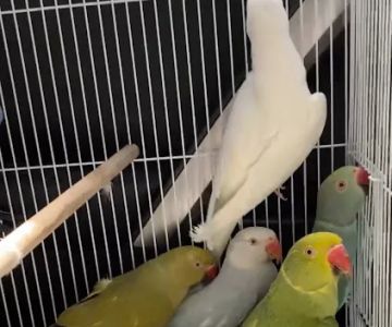 BIRDS FOR YOU