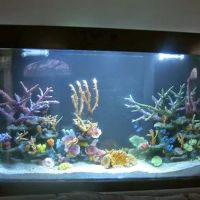 Aquarius Aquariums ico