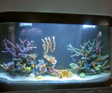 Aquarius Aquariums