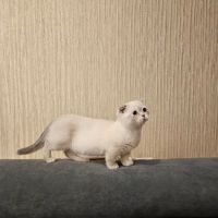 Munchkin Kittens NYC ico