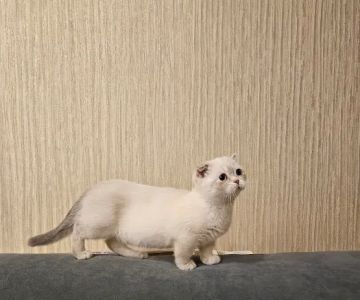 Munchkin Kittens NYC