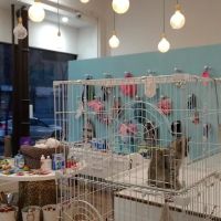 Manhattan Puppies & Kittens ico