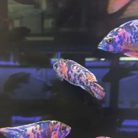 Exotic reef aquatic inc ico