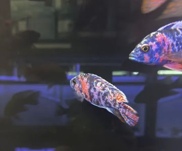 Exotic reef aquatic inc