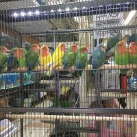 Tropical Pets Inc. ico