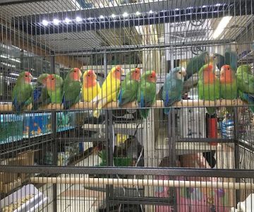 Tropical Pets Inc.