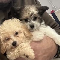 Teacup Pup Corporation. ico
