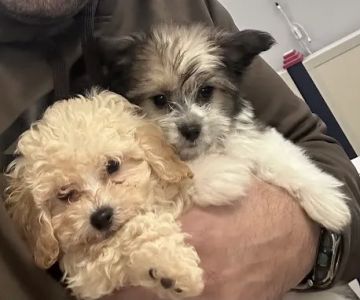 Teacup Pup Corporation.