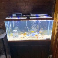 The iFISH Store ico