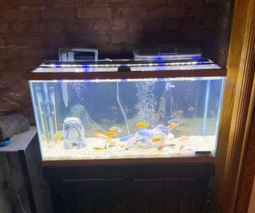 The iFISH Store