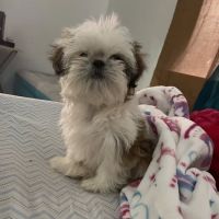 Cachorros RD ico